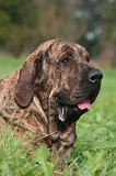 FILA BRASILEIRO 218